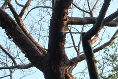 Bursera instabilis