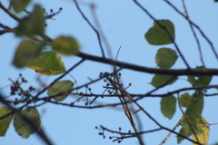 Bursera instabilis