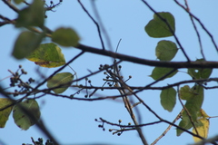 Bursera instabilis