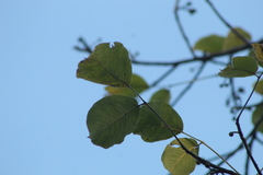 Bursera instabilis