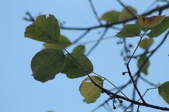 Bursera instabilis