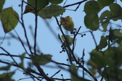 Bursera instabilis