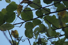Bursera instabilis