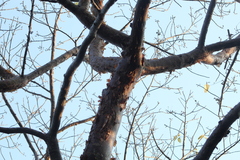 Bursera instabilis