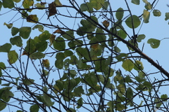 Bursera instabilis