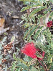 Calliandra peninsularis