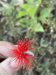 Calliandra peninsularis