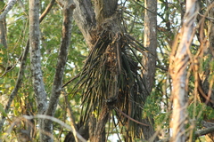 Trichocentrum brachyphyllum