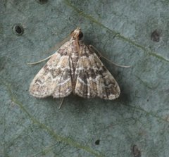 Elophila responsalis