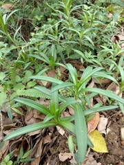 Lilium longiflorum scabrum