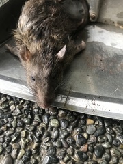 Rattus