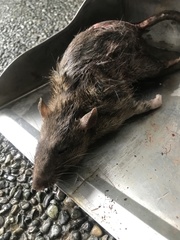Rattus