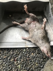 Rattus