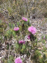 Melaleuca trichophylla