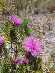 Melaleuca trichophylla