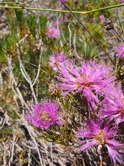 Melaleuca trichophylla