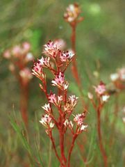 Serruria meisneriana