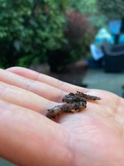 Lumbricus terrestris