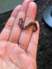 Lumbricus terrestris