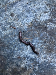 Lumbricus terrestris