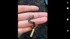 Lumbricus terrestris