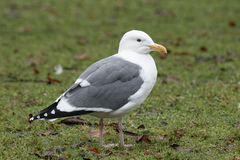 Larus occidentalis occidentalis