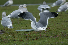Larus occidentalis occidentalis
