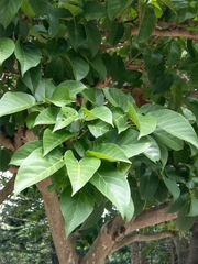 Sterculia ceramica