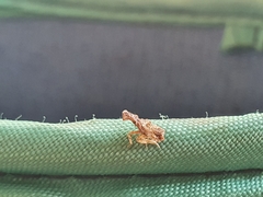 Pyrops candelaria