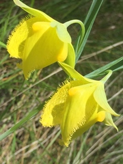 Calochortus pulchellus