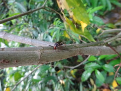 Hemithyrsocera histrio