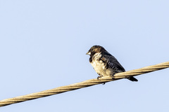 Spermestes cucullata