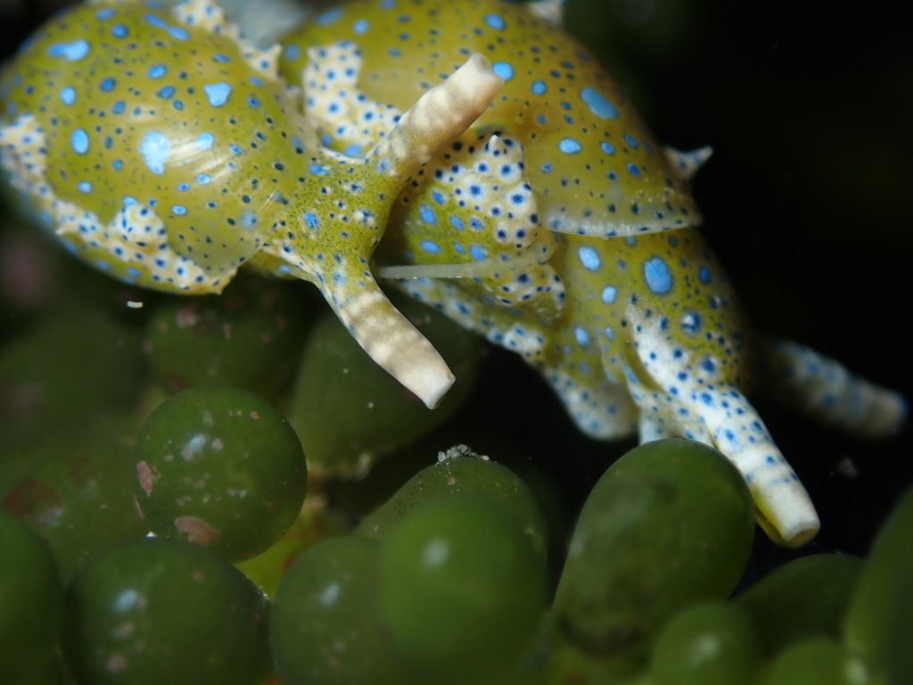 Green Leafsnail