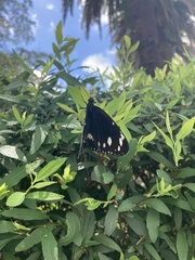 Euploea core corinna