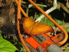 Vindula dejone erotella
