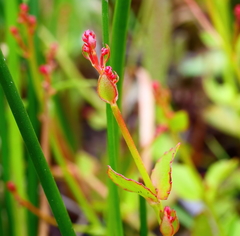 Gonocarpus micranthus micranthus