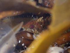 Gilloblennius abditus