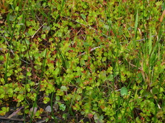 Gonocarpus micranthus micranthus