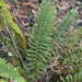 California Shield Fern - Photo (c) John Game, some rights reserved (CC BY-NC-SA)