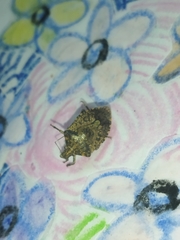 Pentatomidae