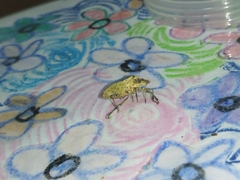 Pentatomidae