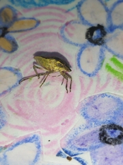 Pentatomidae