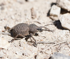Psapharus infaustus