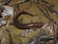 Desmognathus valtos