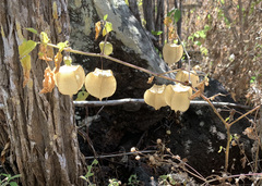 Physalis galapagoensis