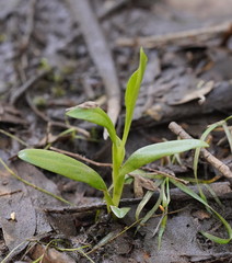 Pterostylis falcata