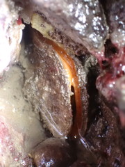 Crassadoma