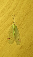 Norfolius howensis