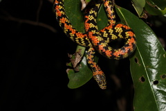 Siphlophis cervinus