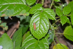 Bothrogonia addita